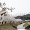 小川の桜並木