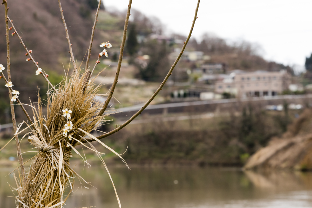 梅の花