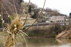 梅の花