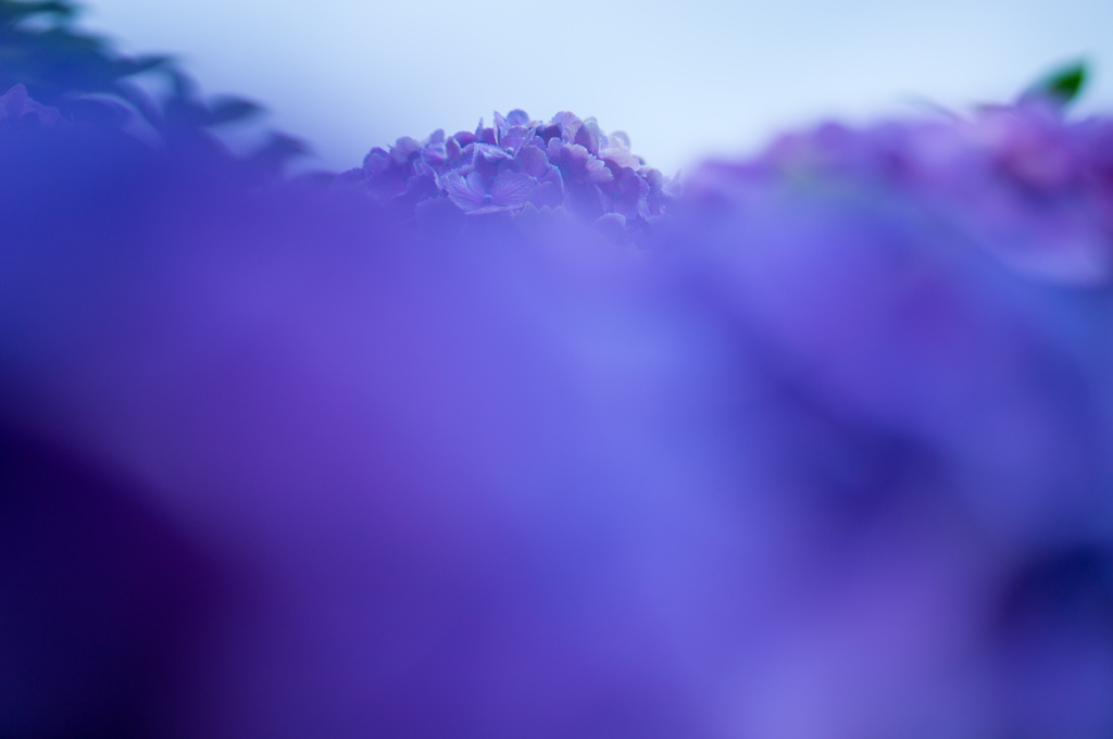 庭の紫陽花