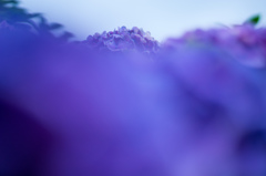 庭の紫陽花