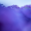 庭の紫陽花