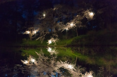 水桜