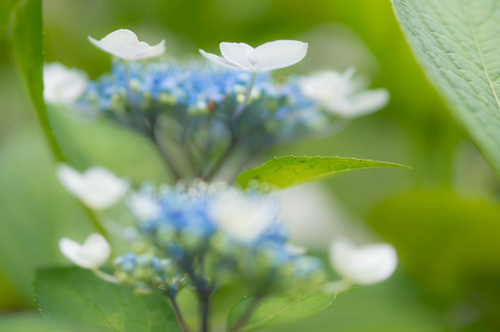 庭の紫陽花