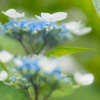 庭の紫陽花