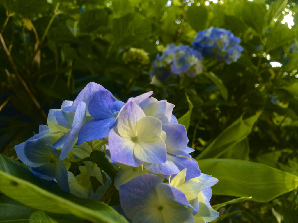夕方の紫陽花