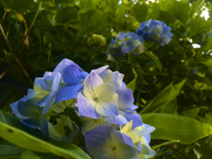 夕方の紫陽花