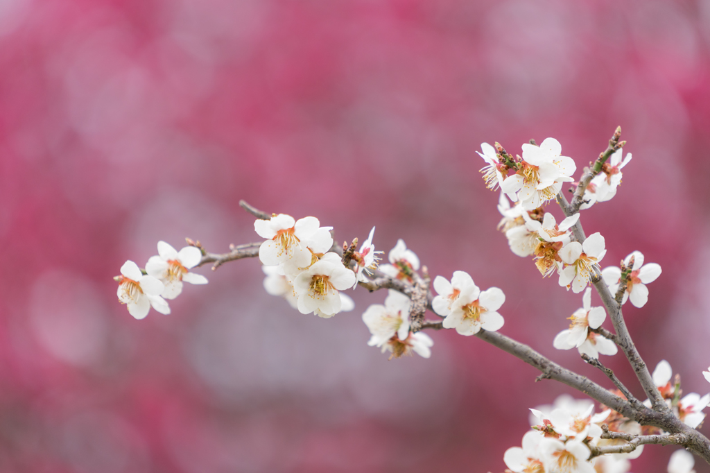 梅の花