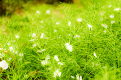 花びら散って