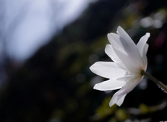 春の花たち