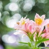 庭の花