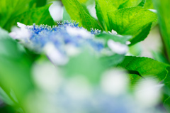 庭の紫陽花