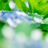 庭の紫陽花