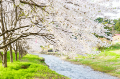 春の小川
