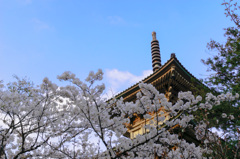 さくらと三重塔