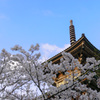 さくらと三重塔