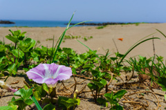 初夏の海岸