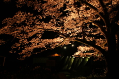夜桜