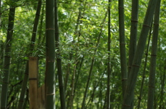 たけ