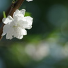 しだれ桃