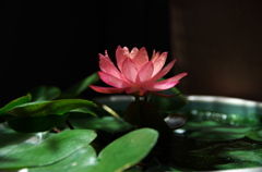睡蓮鉢　ワンビサ-1