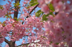 公園の桜