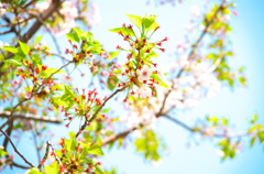 葉桜