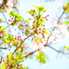 葉桜