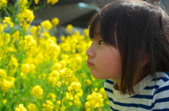 菜の花どんなにおい？