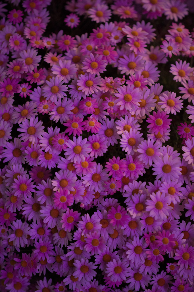 夜の花