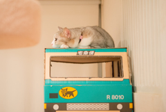 猫カフェ