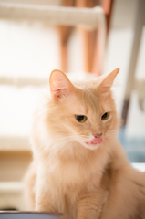 猫カフェ