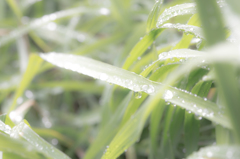 雨上がりの朝