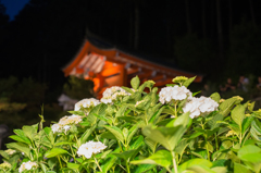 紅白