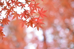ほんわり紅葉