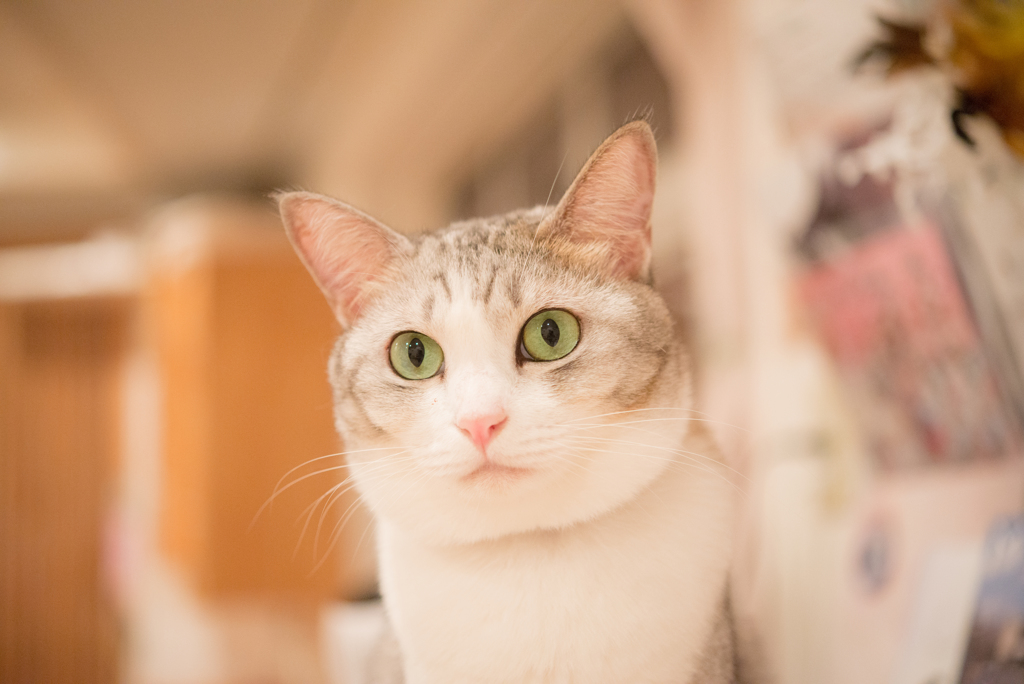 猫カフェ