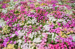 花だらけ