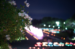 夜の薔薇園