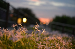 夕暮れ