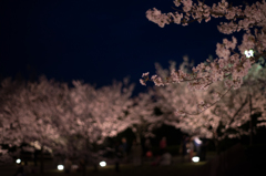 夜桜