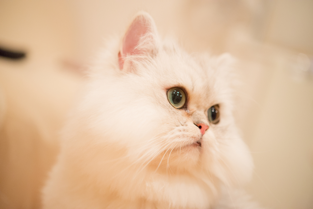 猫カフェ