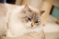 猫カフェ
