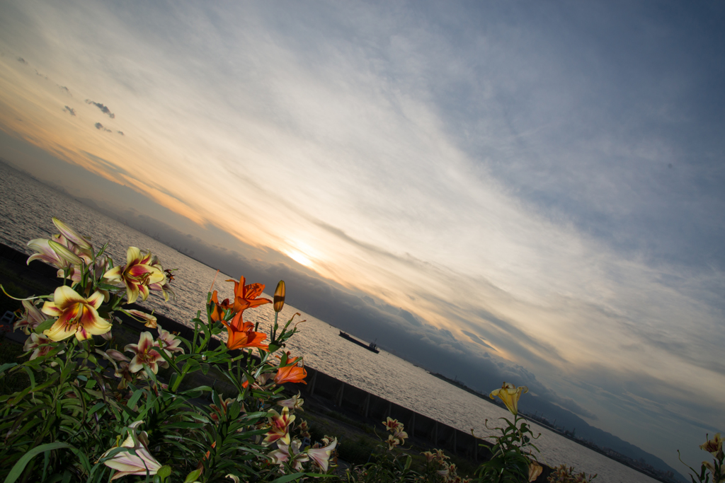 ゆり園の夕景