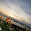 ゆり園の夕景