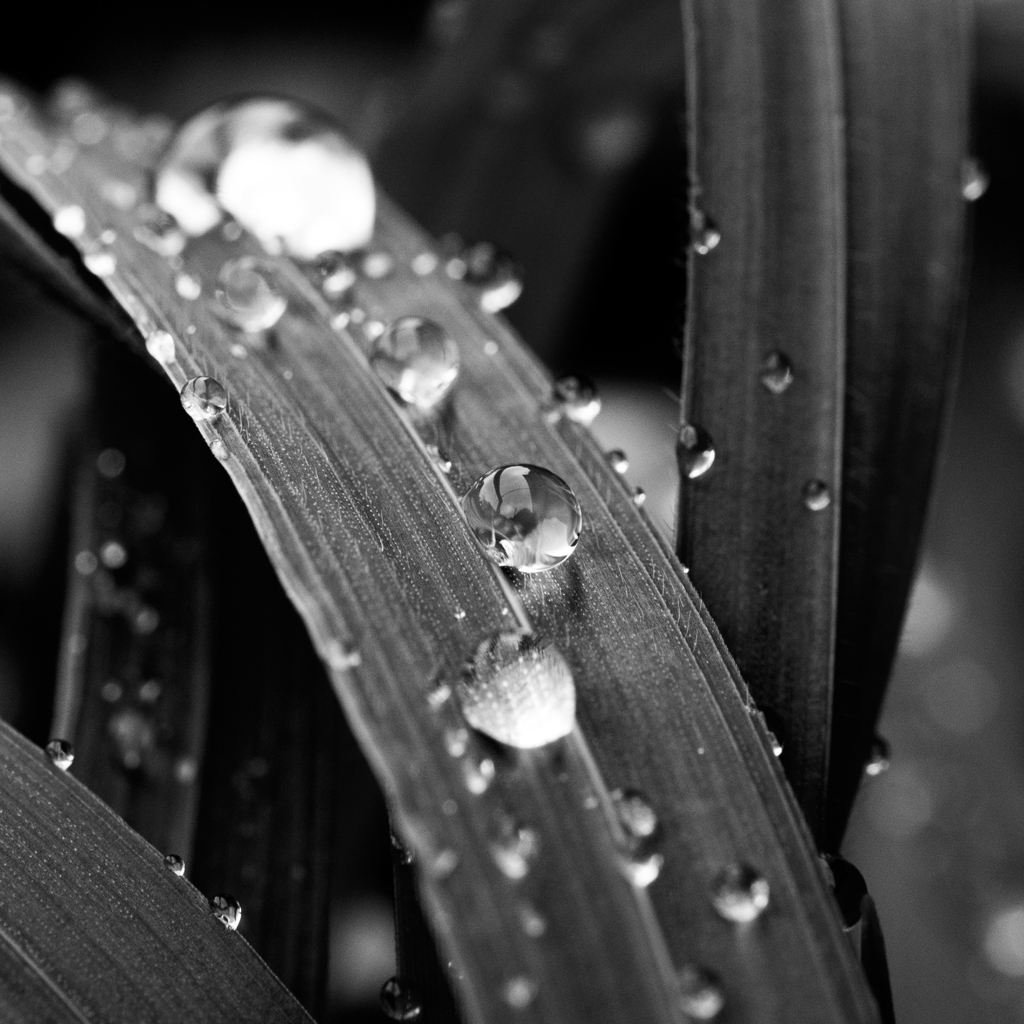 雨上がりの水滴