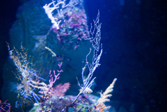 海の中