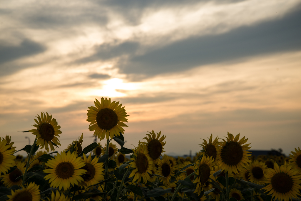 夏の夕暮れ