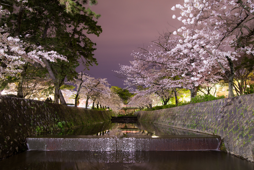 夜桜
