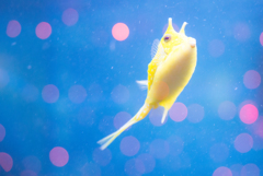 yellow＆blue