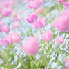お花畑